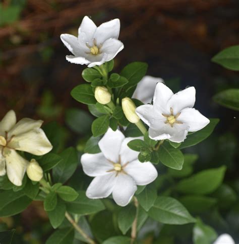 Gardenia jasminoides 'Jubilation' (Cap Jasmin)